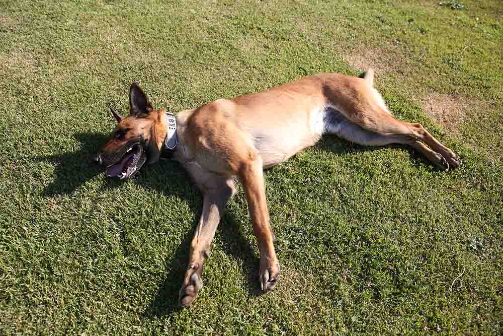 Belgian shepherd plays dead on grass in park