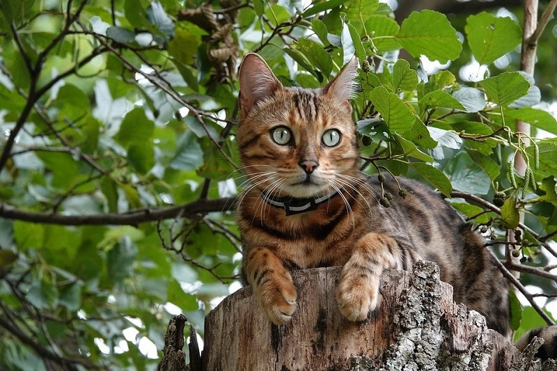 Bengal