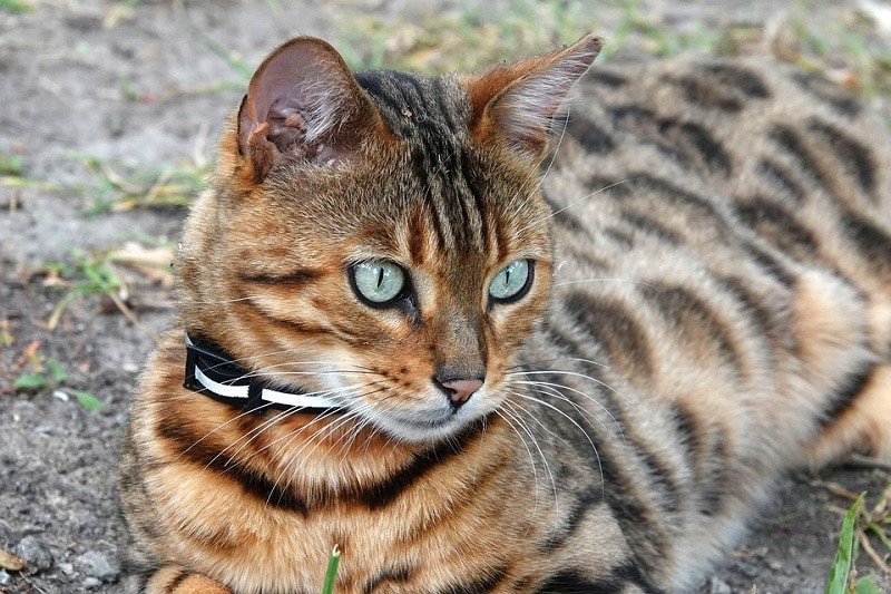 Bengal