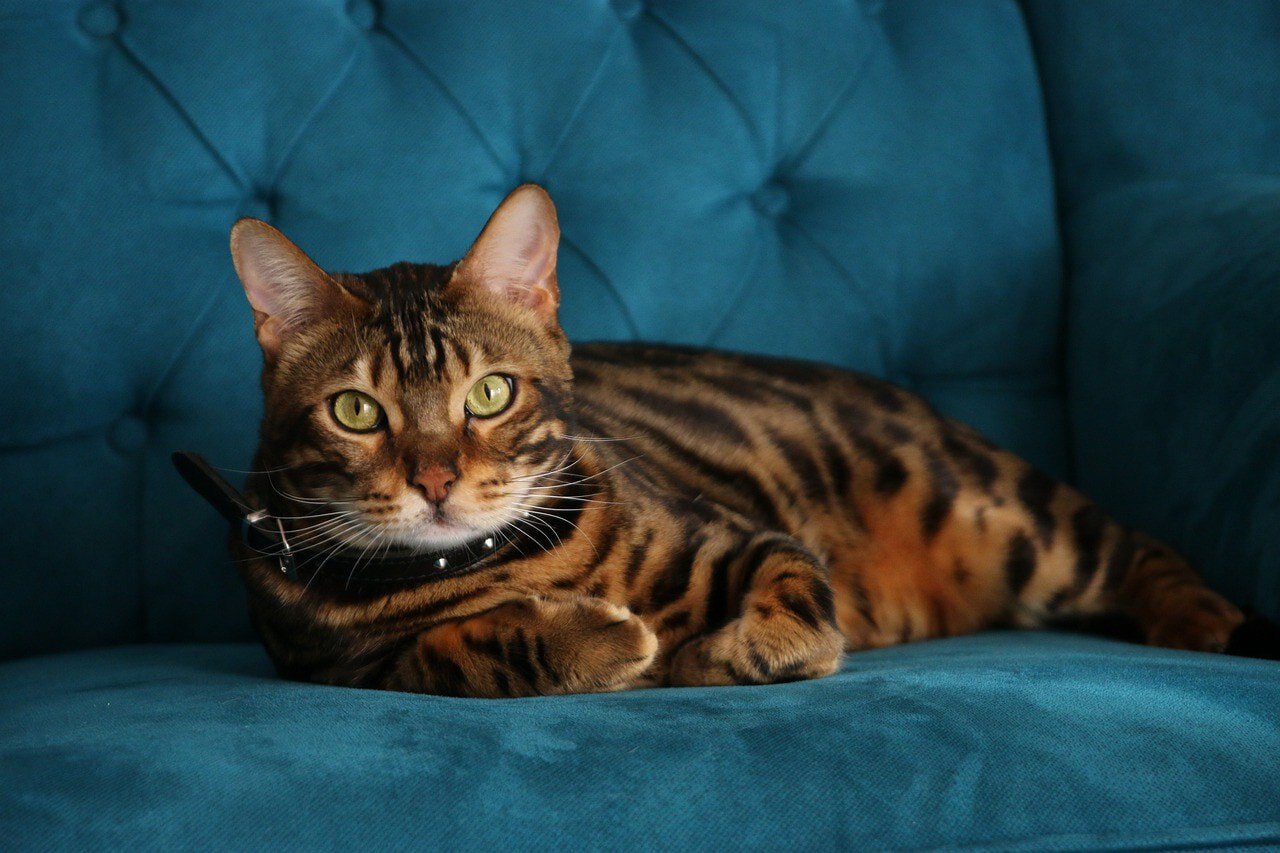 Bengal Cat