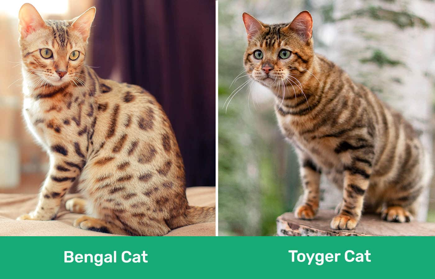 Bengal Cat vs Toyger Cat side by side