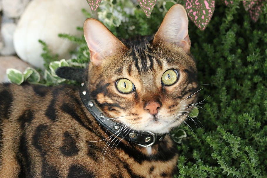 Bengal Cat