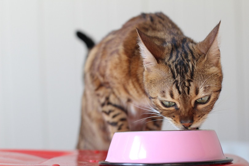 Bengal cat eating