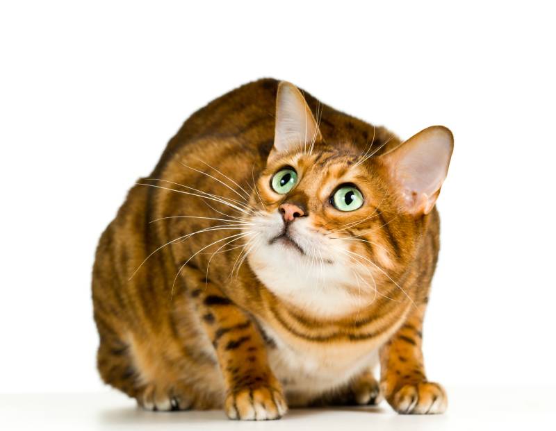 Bengal cat in orange and brown crouching and ready to pounce at the viewer