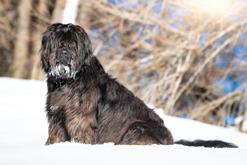 Bergamasco in snow_michelangeloop_Shutterstock