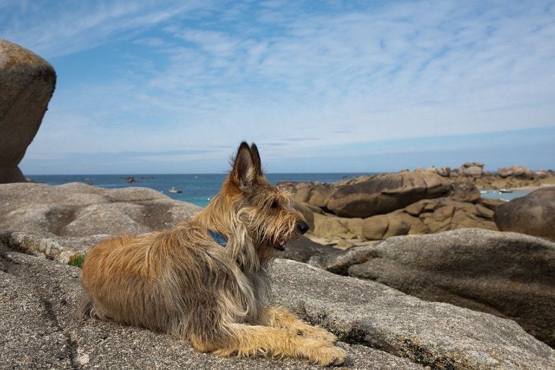 Berger Picard lying on a big rock