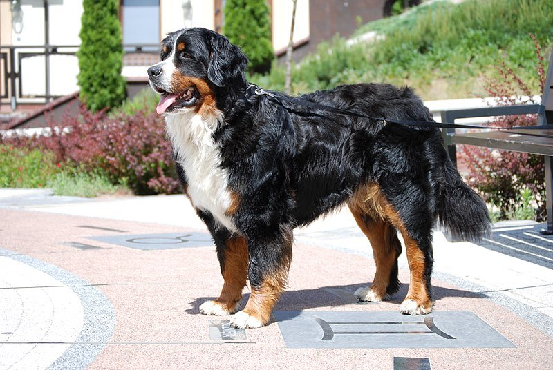 Bernese Mountain Dog_AnetaAp, Wikimedia