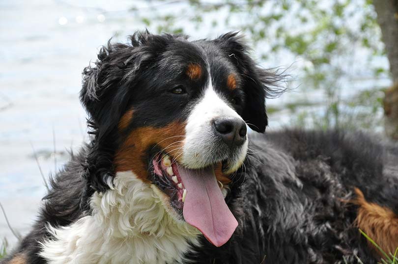 Bernese Mountain Dogs