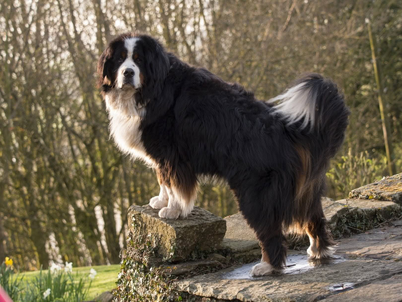 Bernese mountain dog_david muscroft_Shutterstock