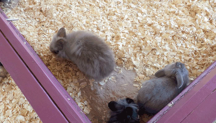 Rabbits in litter