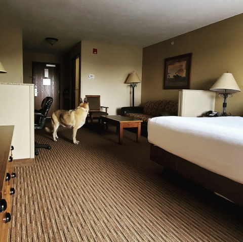 Best Western Plus Kelly Inn & Suites