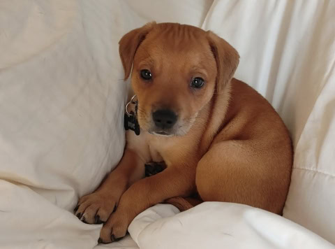 Best Western Yellowstone Crossing