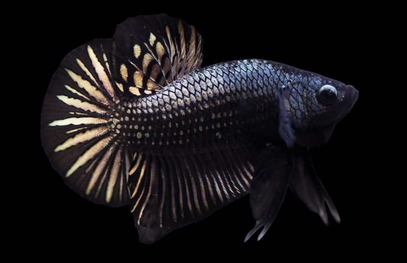 Betta Black Copper Halfmoon Plakat