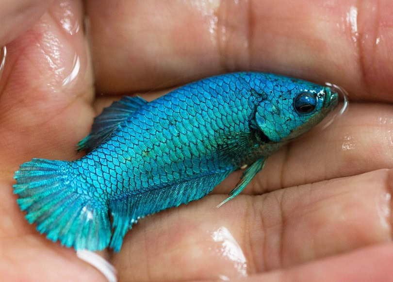 Betta Green Turquoise Halfmoon Plakat_happymay_shutterstock