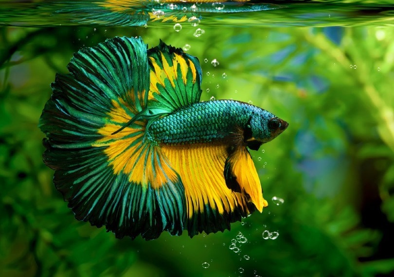 Betta_panpilai paipa_Shutterstock