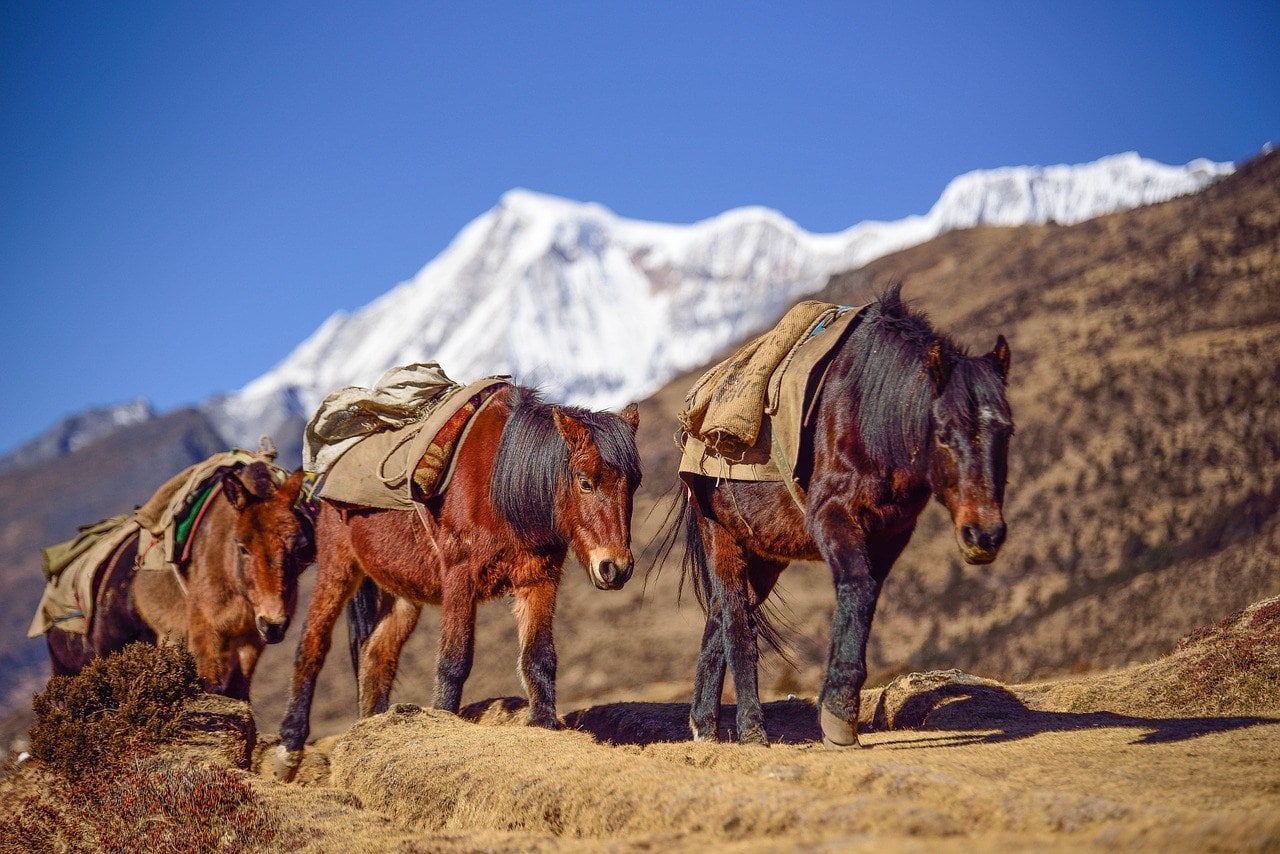 Bhutia horses