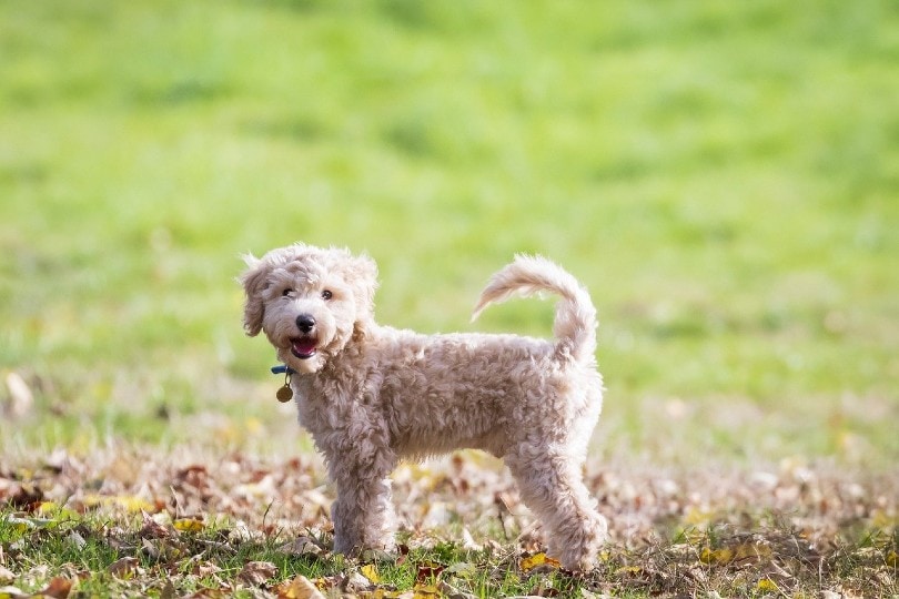 Bichon Frise