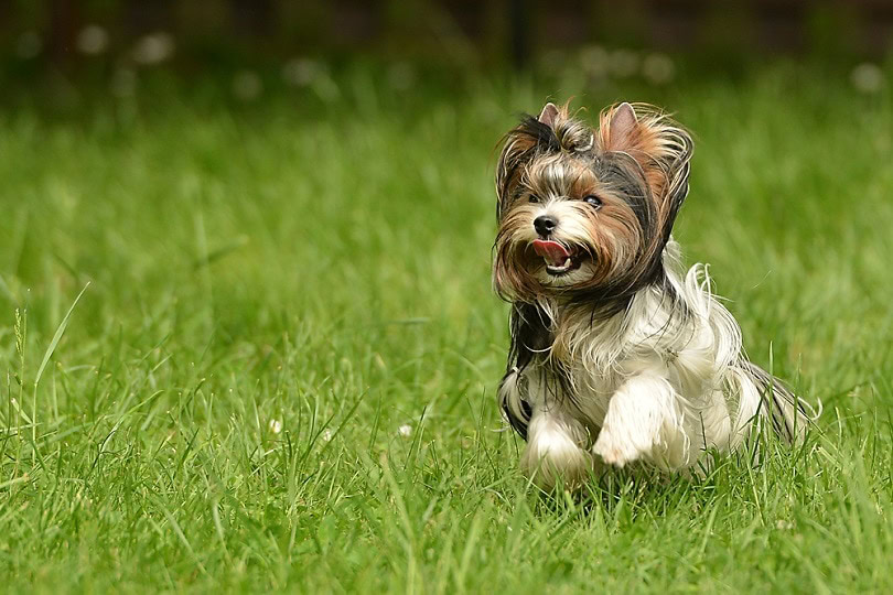 Biewer-Yorkshire-terrier_murPhotographer_shutterstock