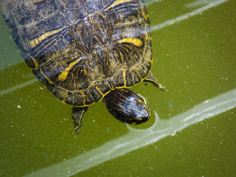 Big Bend slider turtle close up