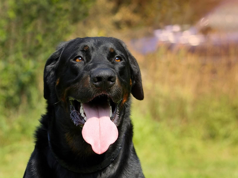 Big-Dog-Beauceron_Jan-dix_shutterstock