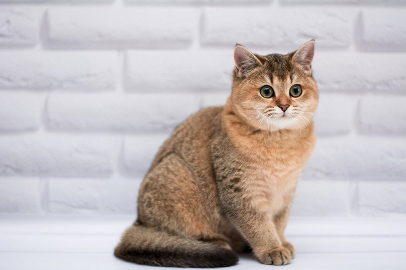 Big Eye Munchkin Cat