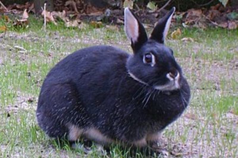 Big Silver Marten rabbit