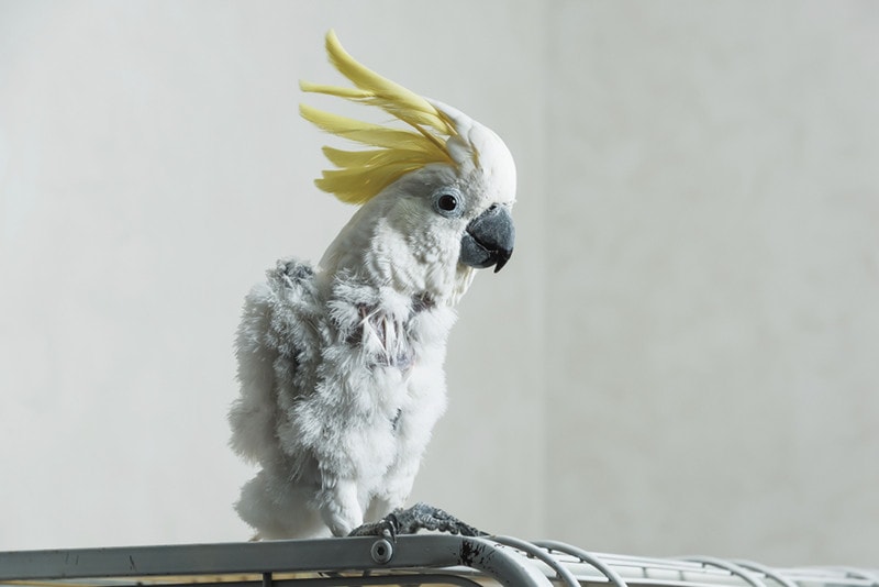 Bird Losing Feather Sick