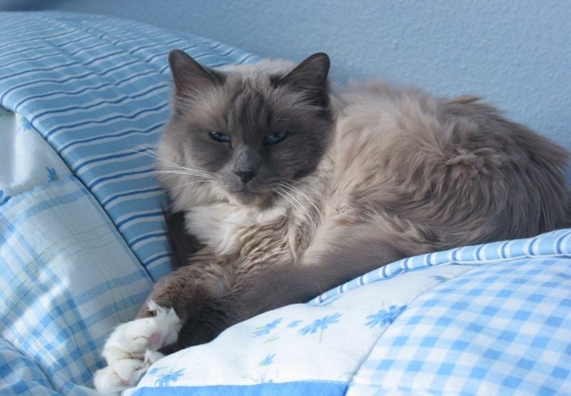 Birman cat