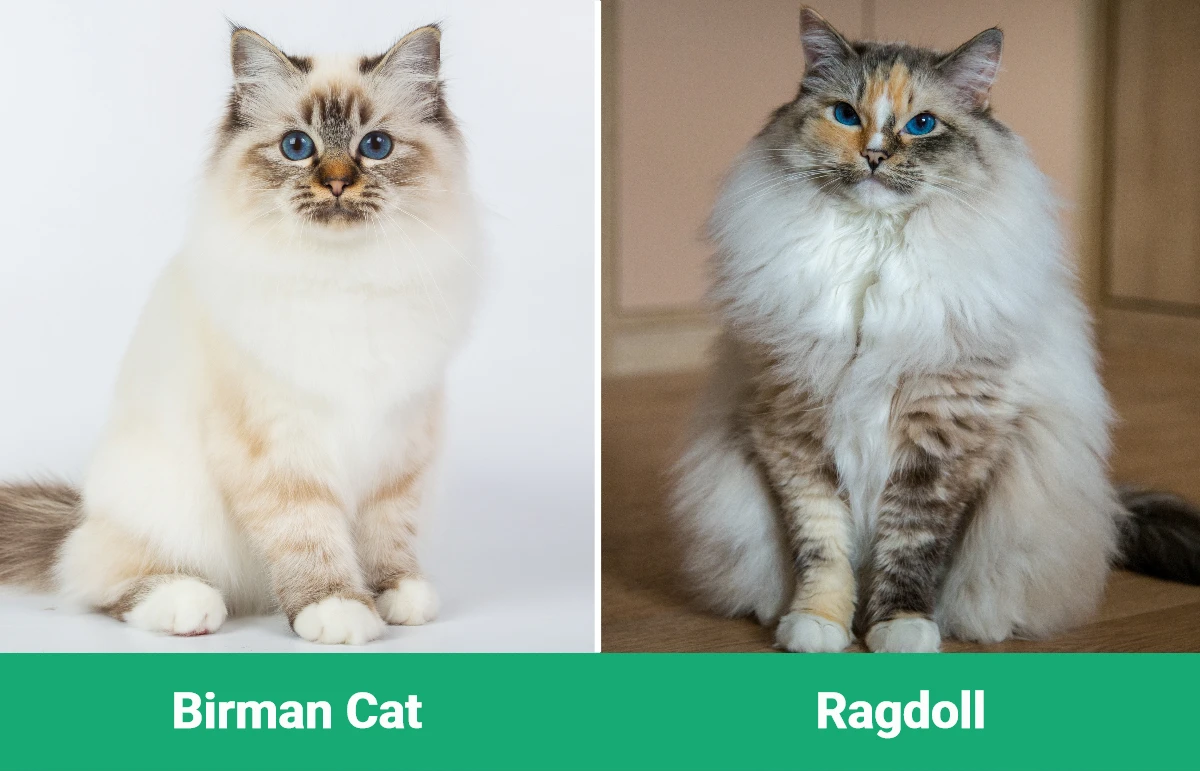Birman Cat vs Ragdoll - Visual Differences