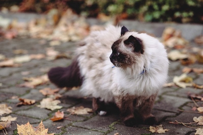 Birman Cats