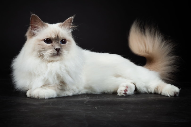 Birman cat on black background_Ysbrand Cosijn, Shutterstock