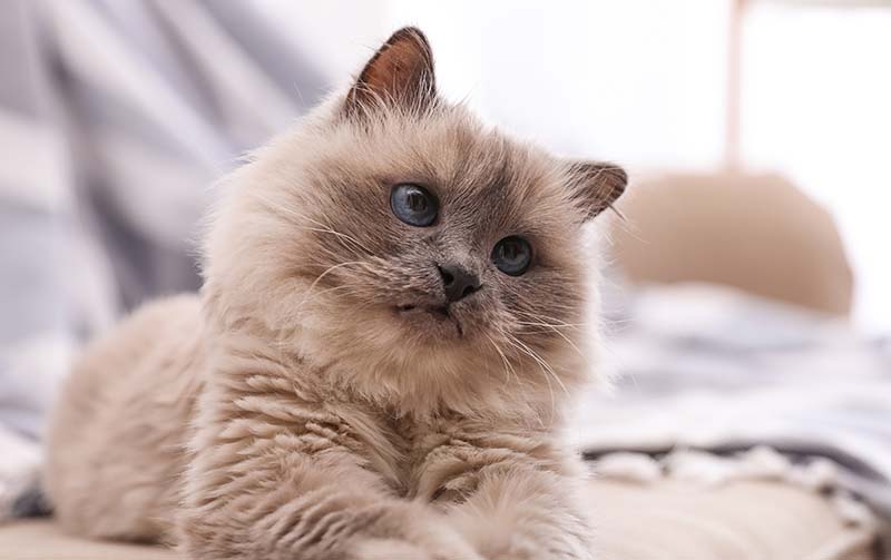 Birman cat on sofa at home
