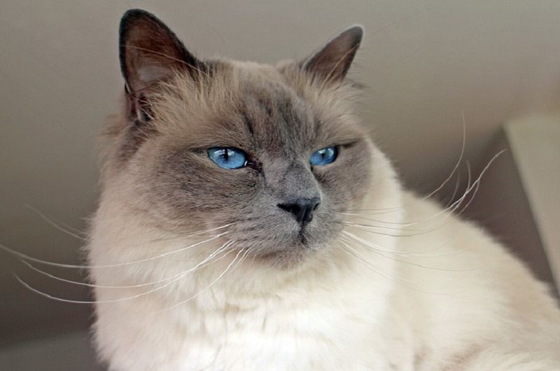 Birman