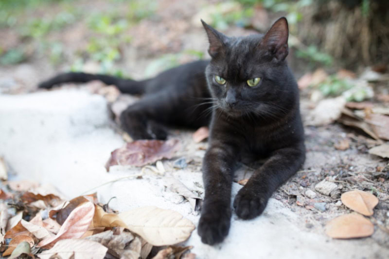 Black American Shorthair sitting outside