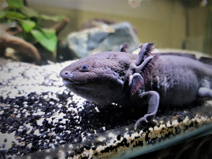 Black Axotle in Substrate