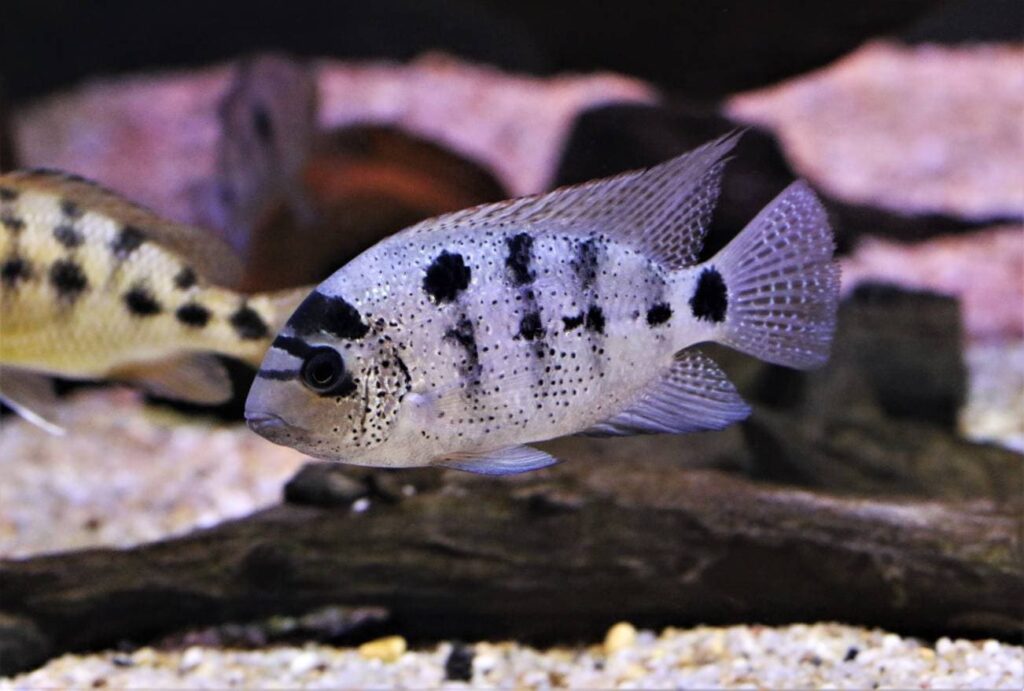 Black Belt Cichlid