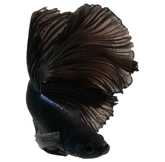 Melano Black Betta Fish on a white backgound