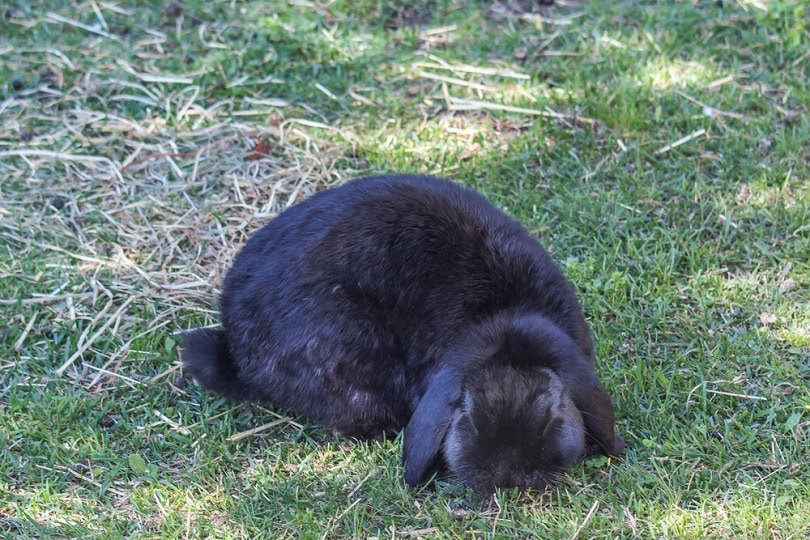 Black-Cashmere-Lop-rabbit_Antonio_CSI_shutterstock