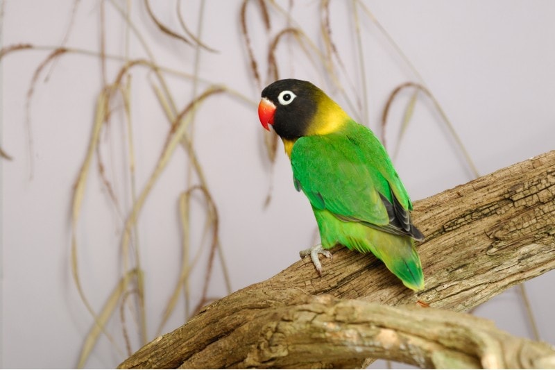 Black Collared Lovebird