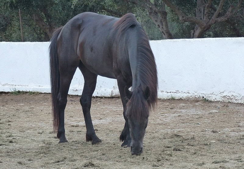 Black Cretan Horse