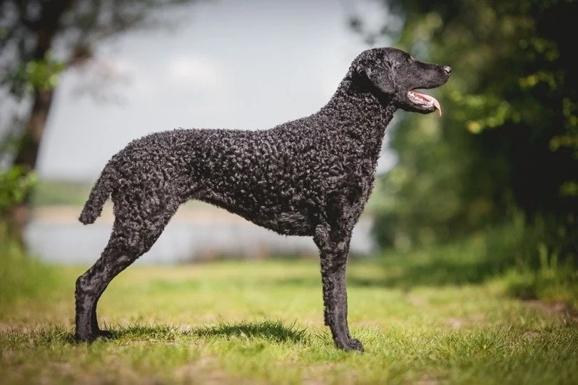 Black Curly-Coated Retriever