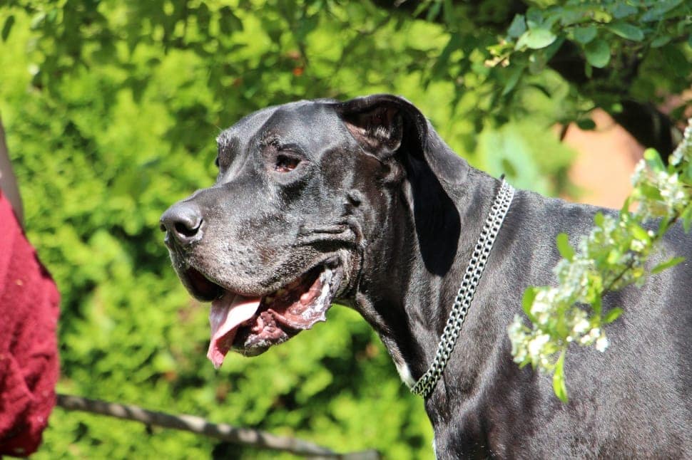 Black Great Dane