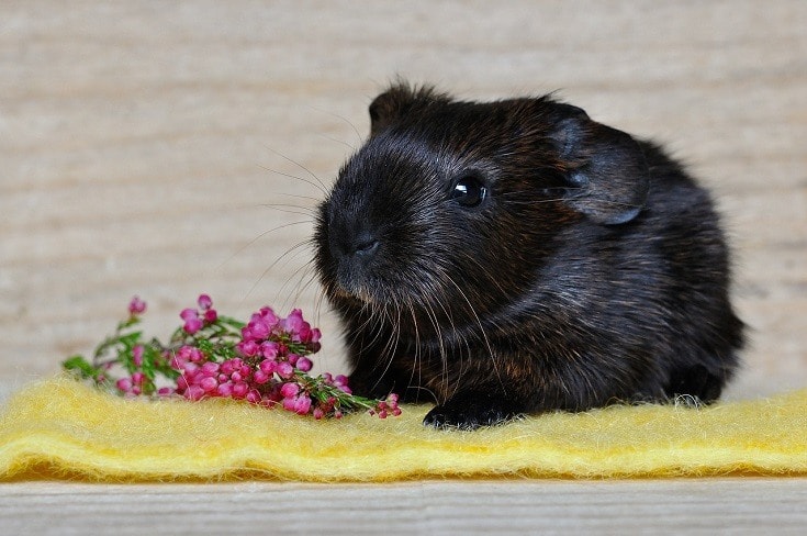 Black Guinea Pig