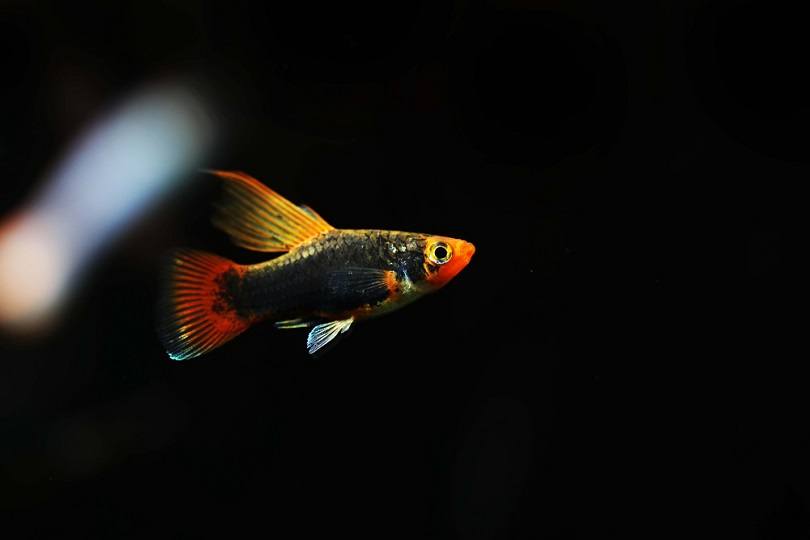 Black Hamburg platy fish_Pavaphon Supanantananont_shutterstock