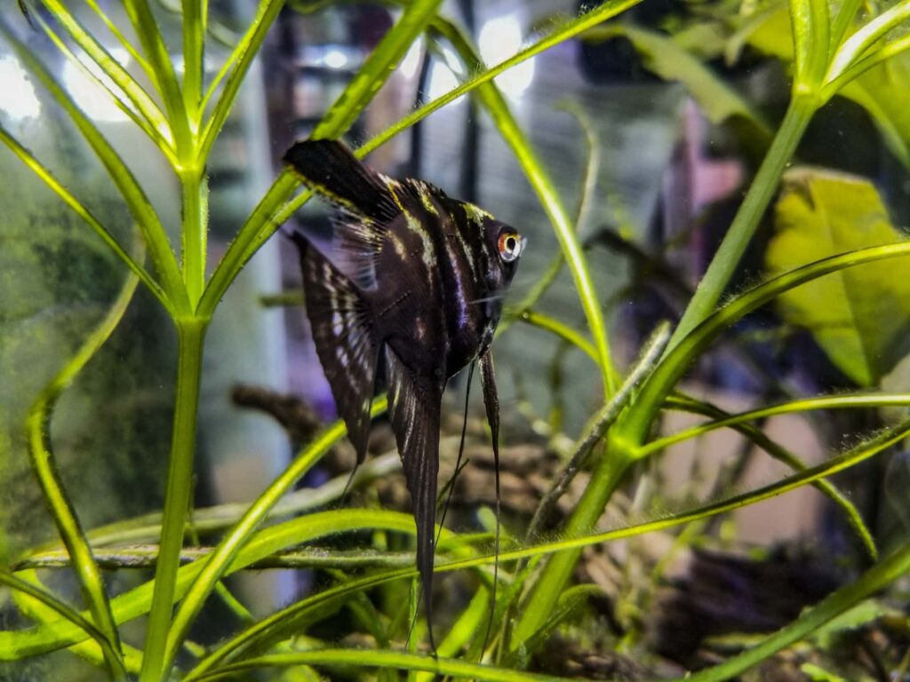 Black Lace Angelfish