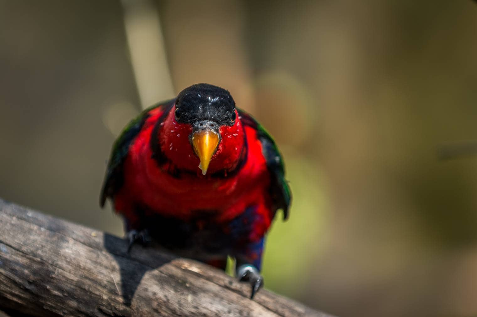 Black Lory Bird front view_Stockfoto_Shutterstock