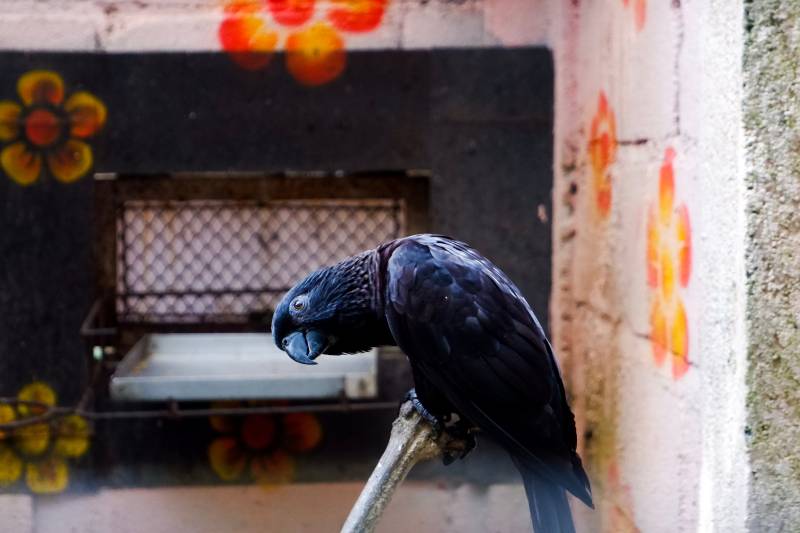 Black Lory who was perched in his cage