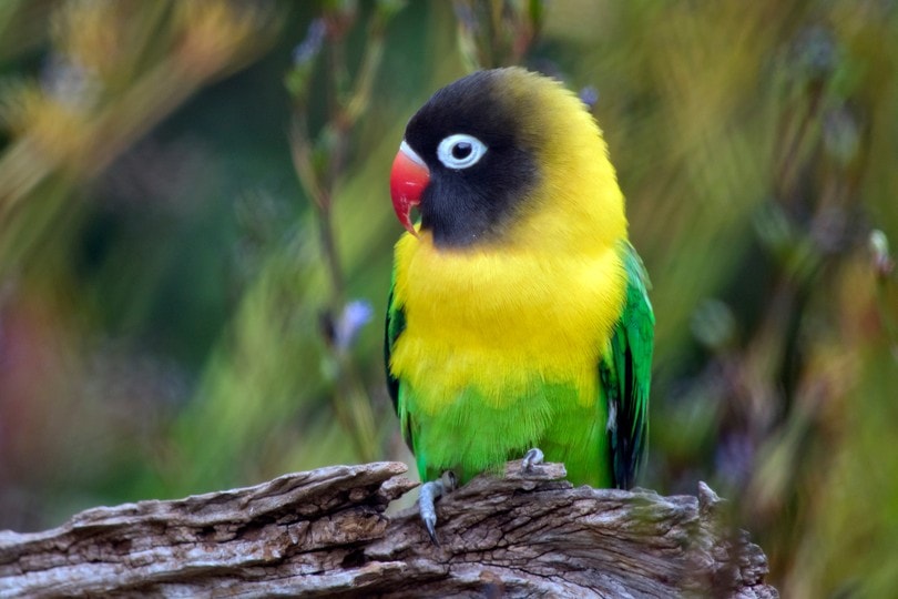 Black-Masked Lovebird