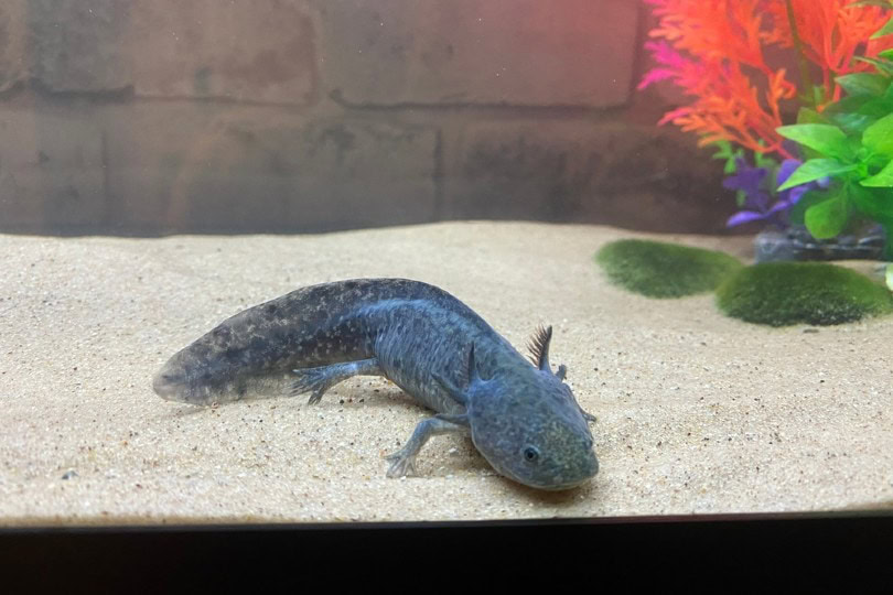 Black Melanoid Axolotl