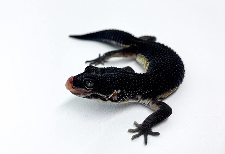 Black Night leopard gecko